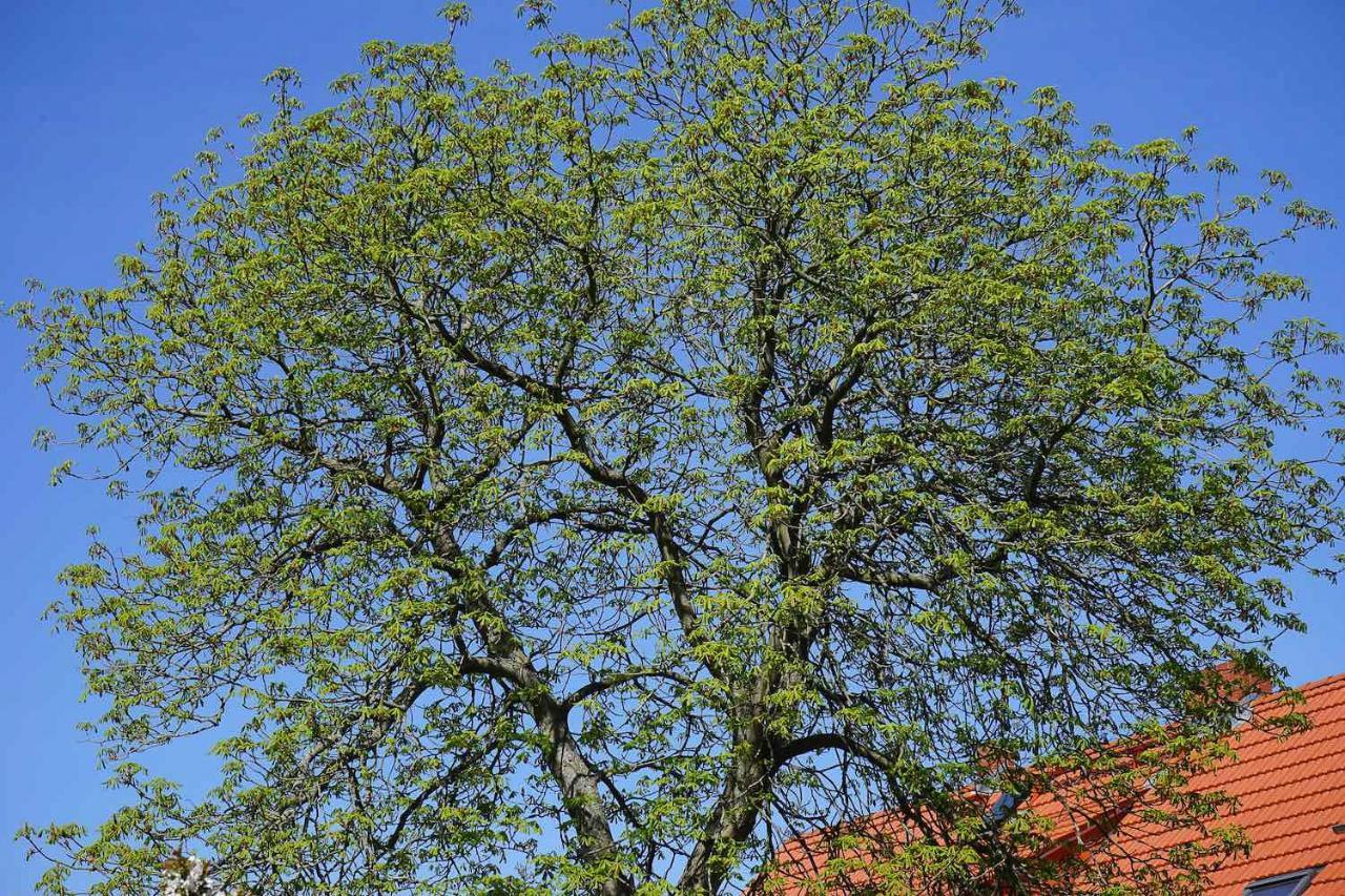 Amelrode Zu Landhaus *